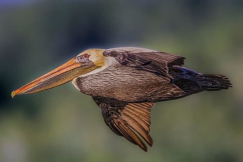 A majestic brown pelican glides across the sky. Art Print